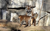 Image result for Tiger Kinder. Size: 162 x 100. Source: www.youtube.com