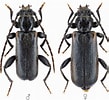 Image result for "lampanyctus Pusillus". Size: 109 x 100. Source: www.cerambyx.uochb.cz