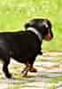 Image result for dachshunder. Size: 70 x 100. Source: sweetdachshunds.com