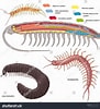 Image result for Scolopendra Anatomie. Size: 91 x 100. Source: www.shutterstock.com