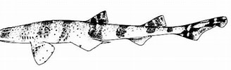 Image result for "halaelurus Boesemani". Size: 328 x 99. Source: www.requins.be