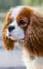 Image result for Cavalier King Charles Spaniel. Size: 62 x 100. Source: talktodogs.com
