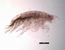 Image result for "bathyporeia Pilosa". Size: 130 x 100. Source: www.iopan.gda.pl