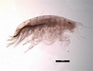 Afbeeldingsresultaten voor Bathyporeia pilosa. Grootte: 131 x 100. Bron: www.iopan.gda.pl