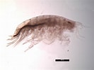 Image result for Bathyporeia gracilis Stam. Size: 133 x 100. Source: www.iopan.gda.pl