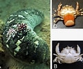 Image result for "lissocarcinus Orbicularis". Size: 120 x 100. Source: www.researchgate.net