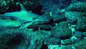 Image result for Black Pit Shark. Size: 175 x 100. Source: www.natgeotv.com