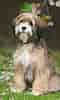 Billedresultat for Tibetansk Terrier. størrelse: 60 x 100. Kilde: www.101dogbreeds.com