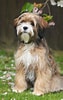 Image result for Tibetansk Terrier. Size: 63 x 100. Source: 101dogbreeds.com