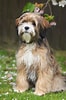 Bilderesultat for Tibetansk Terrier. Størrelse: 66 x 100. Kilde: 101dogbreeds.com