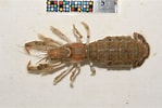 Image result for "upogebia Major". Size: 149 x 100. Source: ffish.asia