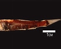 Image result for Ceratoscopelus maderensis Klasse. Size: 123 x 100. Source: fishesofaustralia.net.au