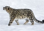 Snow Leopard के लिए छवि परिणाम. आकार: 144 x 100. स्रोत: www.thoughtco.com