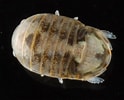 Image result for "thyropus Sphaeroma". Size: 124 x 100. Source: www.naturalista.mx