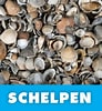 Image result for schelpensoorten. Size: 92 x 100. Source: www.bjvisser.nl