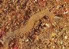 Image result for "pherusa Plumosa". Size: 139 x 100. Source: www.unterwasser-welt-ostsee.de