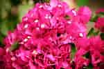 Image result for "bougainvillia Muscus". Size: 150 x 100. Source: en.wikipedia.org