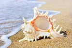 Image result for Seashells. Size: 149 x 100. Source: www.pinterest.com