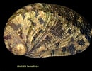 Image result for "haliscera Conica". Size: 130 x 100. Source: cienciaymalacologia.blogspot.com