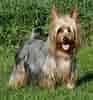 Billedresultat for Silky Terrier. størrelse: 93 x 100. Kilde: animalsbreeds.com