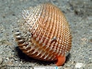 Image result for Acanthocardia. Size: 133 x 100. Source: www.reeflex.net