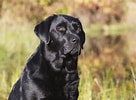 Image result for Labrador Retriever. Size: 136 x 100. Source: www.townandcountrymag.com