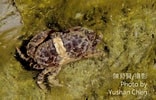 Image result for "leptodius Gracilis". Size: 156 x 100. Source: taieol.tw