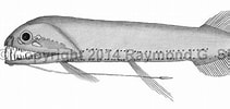 Image result for "Aristostomias Tittmanni". Size: 211 x 100. Source: watlfish.com