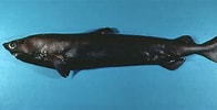 Image result for "centroscymnus Coelolepis". Size: 196 x 100. Source: renotonna.yolasite.com