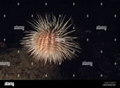 Afbeeldingsresultaten voor "echinus Acutus". Grootte: 136 x 100. Bron: www.alamy.com