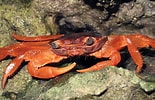 Image result for "geograpsus Stormi". Size: 155 x 100. Source: www.christmasislandcrabs.com