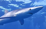 Afbeeldingsresultaten voor blauwe haai. Grootte: 157 x 100. Bron: www.youtube.com