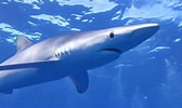 Afbeeldingsresultaten voor blauwe haai. Grootte: 168 x 100. Bron: www.youtube.com