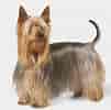 Billedresultat for Silky Terrier. størrelse: 101 x 100. Kilde: dogs.about.com