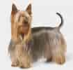 Image result for Silky Terrier. Size: 105 x 100. Source: www.thespruce.com