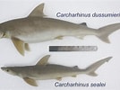 Afbeeldingsresultaten voor "carcharhinus Sealei". Grootte: 134 x 100. Bron: www.fishbase.se