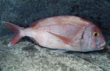 Image result for Pagrus Pagrus Anatomie. Size: 155 x 100. Source: adriaticnature.com