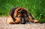 Bilderesultat for Schäferhund. Størrelse: 153 x 100. Kilde: www.mein-haustier.de