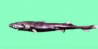 Afbeeldingsresultaten voor "etmopterus Polli". Grootte: 201 x 100. Bron: www.baike.com