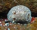 Image result for "Onchidoris Pusilla". Size: 123 x 100. Source: www.seawater.no