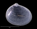 Afbeeldingsresultaten voor "diplodonta Rotundata". Grootte: 128 x 100. Bron: naturalhistory.museumwales.ac.uk