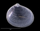 Image result for "diplodonta Rotundata". Size: 131 x 100. Source: naturalhistory.museumwales.ac.uk