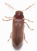 Image result for "puerulus Carinatus". Size: 74 x 100. Source: bugguide.net