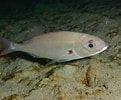 Image result for "pagellus Acarne". Size: 121 x 100. Source: www.fishi-pedia.com
