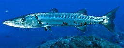 Image result for Barracuda pesce. Size: 256 x 100. Source: inventivefishing.com