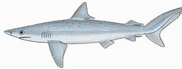 Image result for "carcharhinus Signatus". Size: 264 x 100. Source: de-academic.com