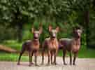 Biletresultat for Meksikansk nakenhund. Storleik: 136 x 100. Kjelde: www.thesprucepets.com