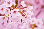 Image result for Cherry Blossom. Size: 153 x 100. Source: flowering-garden.blogspot.com