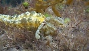 Image result for "opheodesoma Grisea". Size: 175 x 100. Source: www.youtube.com