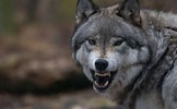 Angry Wolf に対する画像結果.サイズ: 162 x 100。ソース: www.hdwallpapers.in